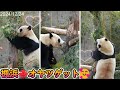 【楓浜】リースからオヤツゲット😆【パンダ】 panda