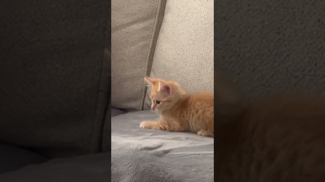 Prince, an adopted Domestic Short Hair in Los Angeles, CA video 6/6