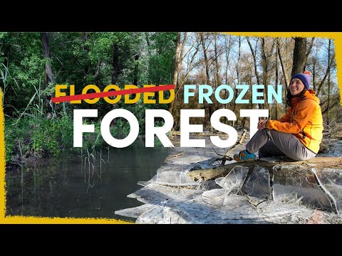 We flooded a forest and now it froze - project update