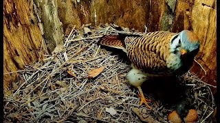Female American Kestrel Caches Rodent Meal On Top Of Eggs — April 17, 2024