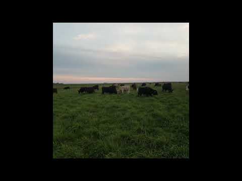 Dinnertime For Missouri Grass-fed Beef - On the Farm