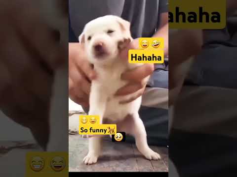 Dog dance🐕 #sofunny #dance #funny #trending #viral #youtubeshorts #shorts #youtube #ytshorts #india