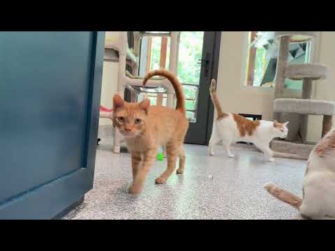 It's the Friday Kitty Cats at the Furkids Animal Shelter!  Furkids.org