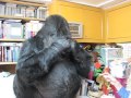 Koko the gorilla blows her nose 