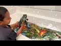 Jeremy Dinosaur Bath Huge Dinosaur Collection