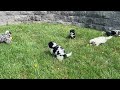 Mini Bernedoodle dogs for sale: Jack - Video 1