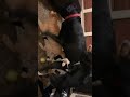 Ménage à Trois Dogs And Cat Threesome