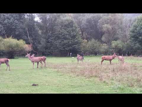 camping natura le Quiete - parco nazionale d'altezza ( villetta barrea)