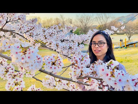 জাপানের অপরূপ বসন্তে প্রবাসী ভাই বোনদের জন্য সুখবর | safwanshanayasfamilyvlog