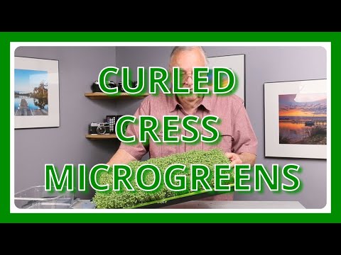 CURLED CRESS MICROGREENS