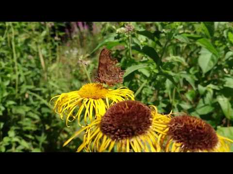 En tur i sommerfuglehaven