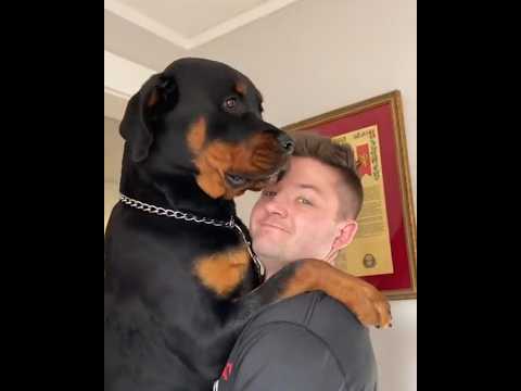 Rottweiler - Saez