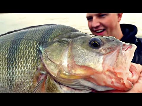 Barsch und Zander Eskalation im Fluss! Wir rasten aus!