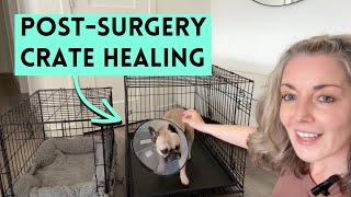 Dog Post-Surgery Care: Why Your Dog Needs a Bigger Crate When Wearing a Cone