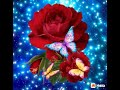 Rose flower picture