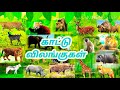 50 Wild Animals Names With Pictures In Tamil And English காட்டு விலங்குக