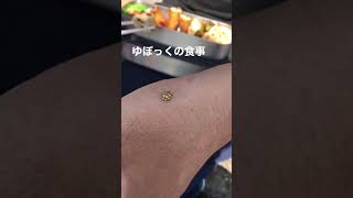 はむみちの日常風景