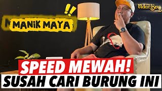 Download lagu MAKIN SEREM‼️PEGANG NDARBOY MB MANIK MAYA ANCAMAN BARU! MILIK RENDY NDARBOY||NDARBOY GENK KICAUMANIA mp3
