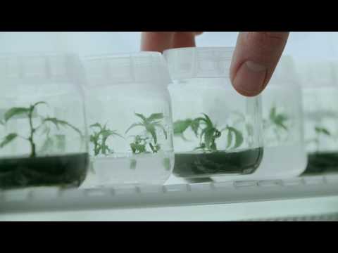 Tissue Culture Lab