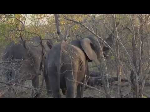 Safari Live Videos-Short Trunk Elephant who still manages to feed effectively