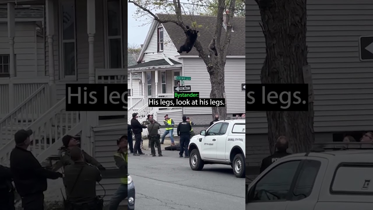 Baby Bear gets STUCK in a tree...