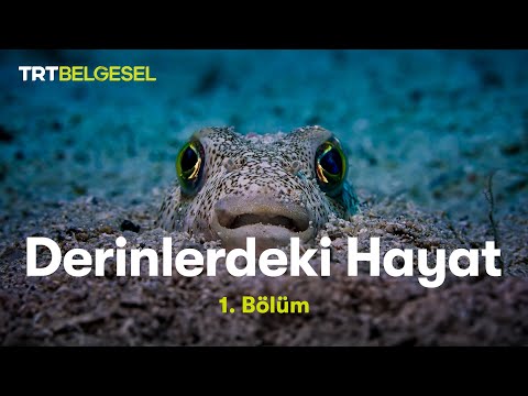 Derinlerdeki Hayat | 1. Bölüm | TRT Belgesel