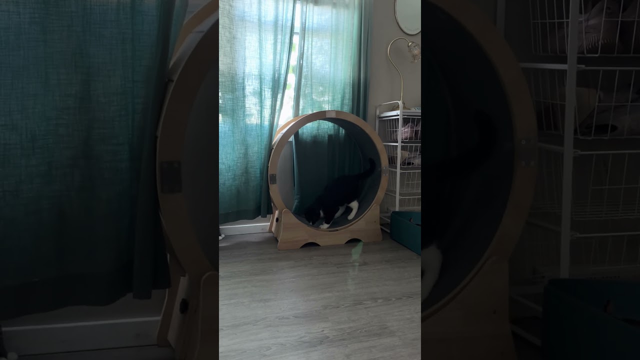 Enlarge Bomo, a Adoptable Domestic Short Hair in West Olive, MI video 6/6