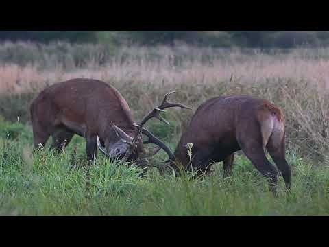 Walka jeleni byków niesamowity widok.Rykowisko 2024