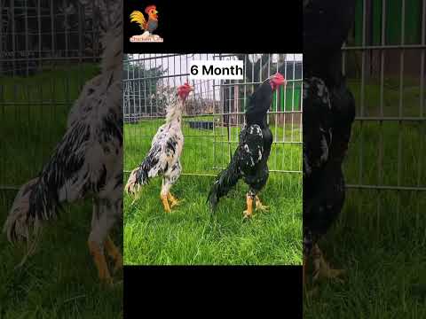 O Shamo's transformation || #aseel #birds #henegg #viral #birdslover #hatching #aseelmurga #egg#pets