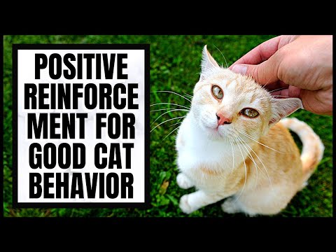 Positive Reinforcement for Good Cat Behavior