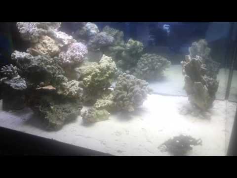 150 gallon tall aquascaping ideas for reef tank