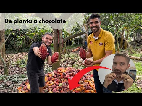 The Cocoa Plant 🪴 | This is how chocolate is made 🍫 | César Correa
