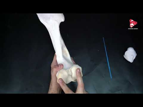 Anatomy of the Femur of the Horse