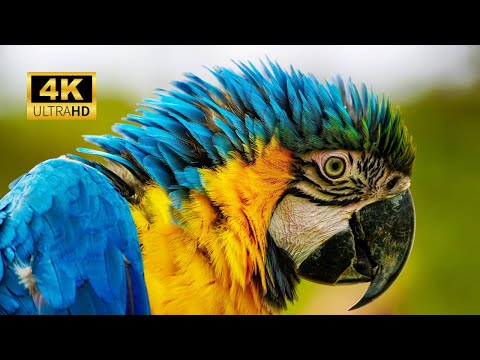 Colorful Macaw Parrots 4K - Sleep Relax With Colorful Birds Forest Ambient Sounds  | Nature Design