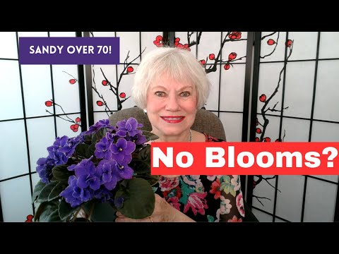 When Your African Violets Stop Blooming - What to do