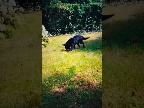 Belgischer Schäferhund Welpe kaufen