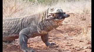 Komodo Dragon attacks Fish, Bird, Wild Boar, & Goat