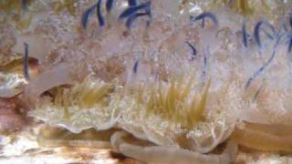 no idea what this animal was