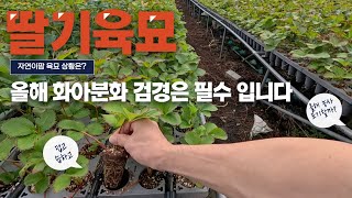 딸기 정식!!! 카운트다운!!!! 마지막 육묘장 방문!!!! 이제 이건 필수로해야합니다!!!!