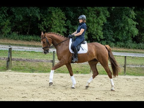 Fuchs Stute Diva Royal von dem Prämienhengst Donquestador