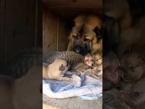 Can the big dog avenge his children and defeat the mongoose? #dog #dogs #dogshorts #mongoose