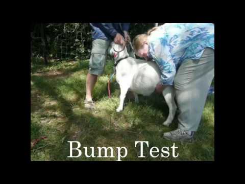 , title : 'Bump test to check for a kid in a pregnant goat'