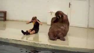 Hilarious walrus workout