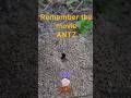 ANTZ 1998 Antscanada Ants Shotbymilk Canada Macro Insects