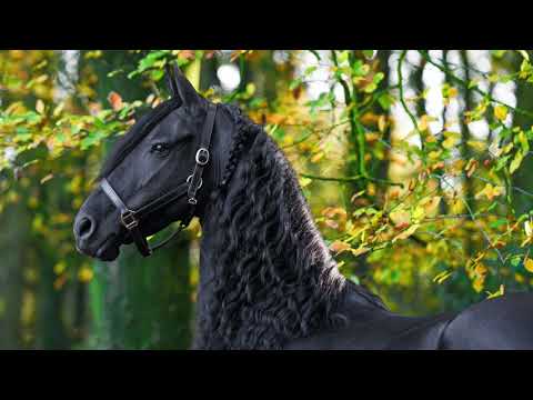 KFPS Wilma's vlog V – De geboorte van een veulen