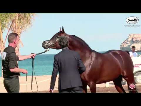 N 108 SHAHWAN AL HAWAJER   OMAN   Alrubatiya International Arabian Horse Championship   Stallions 7