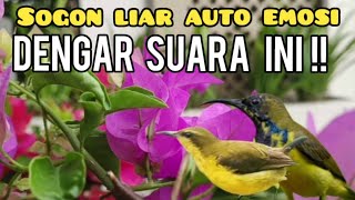 Download lagu Suara Pikat Sogon Kejepit Terancam mp3