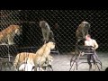 Ringling Bros Tigers Lions YouTube