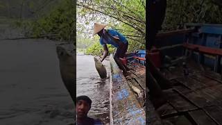 Download lagu mancing saat hujan deras dan berhasil strike ikan baramundi monster#anggerpapua #mancing mp3