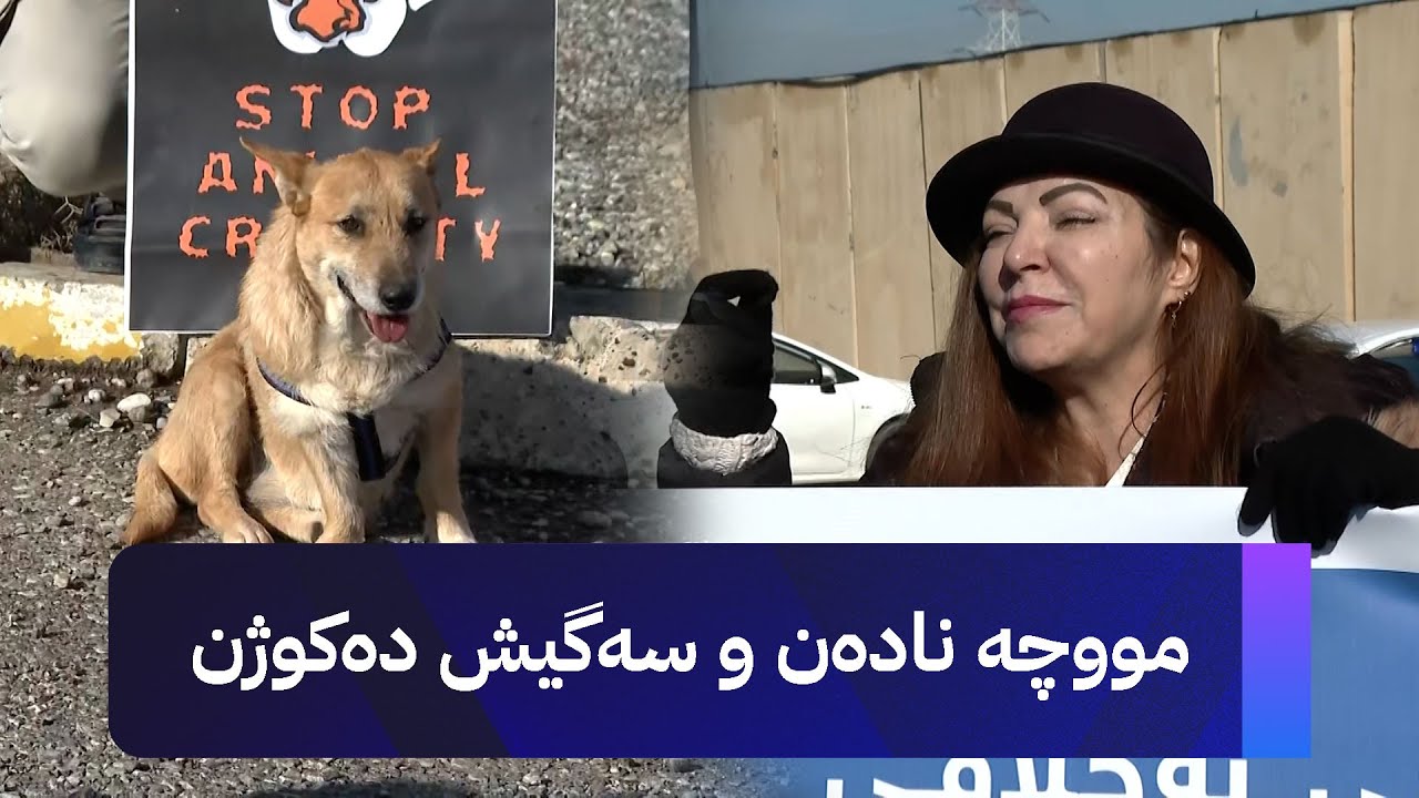 ڤیدیۆ | مووچە نادەن و سەگیش دەکوژن